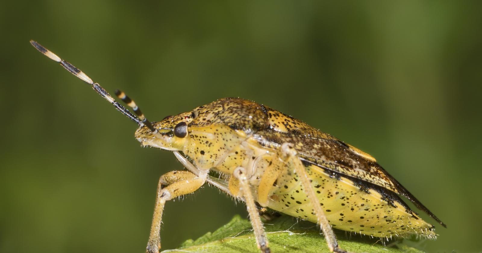 Incubo cimice asiatica, danni per le colture