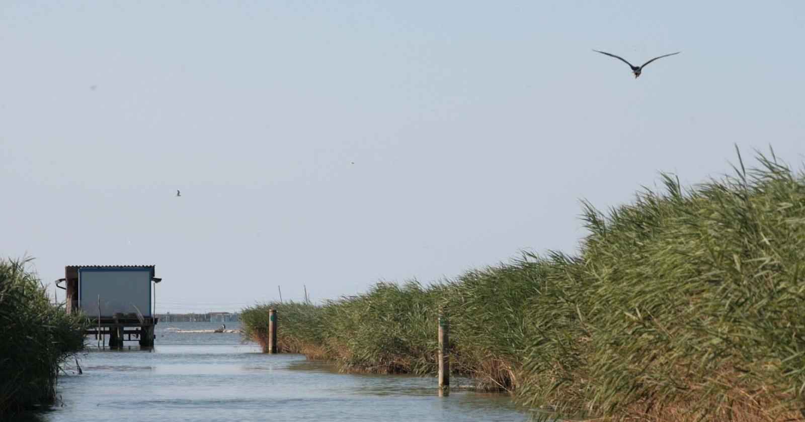 Un'alleanza contro il bracconaggio nel Po