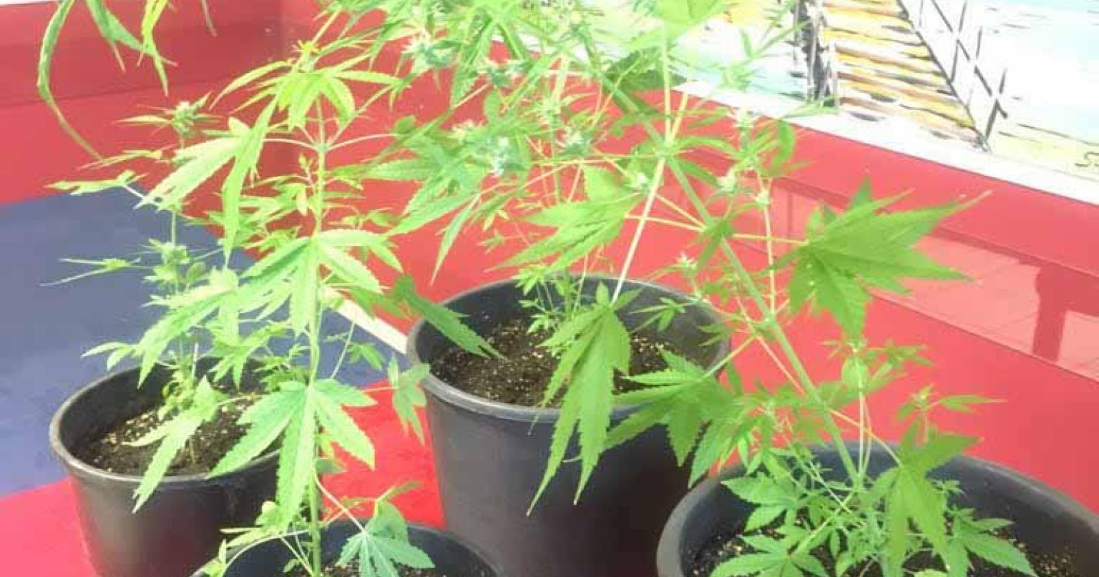 Giovane arrestato, aveva una mini serra per la marijuana in casa