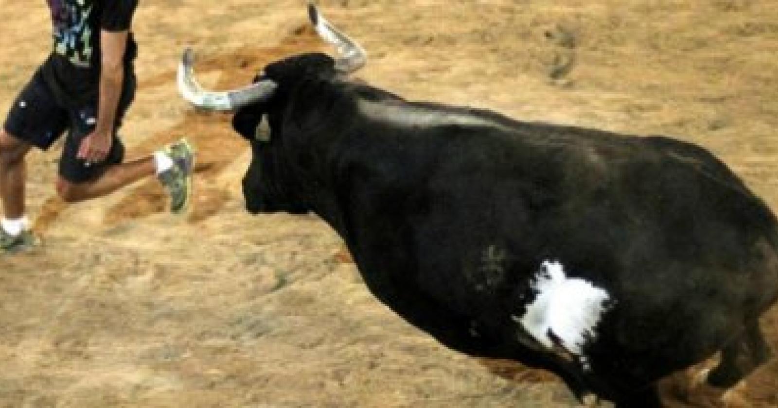 Incornato da un toro, è grave