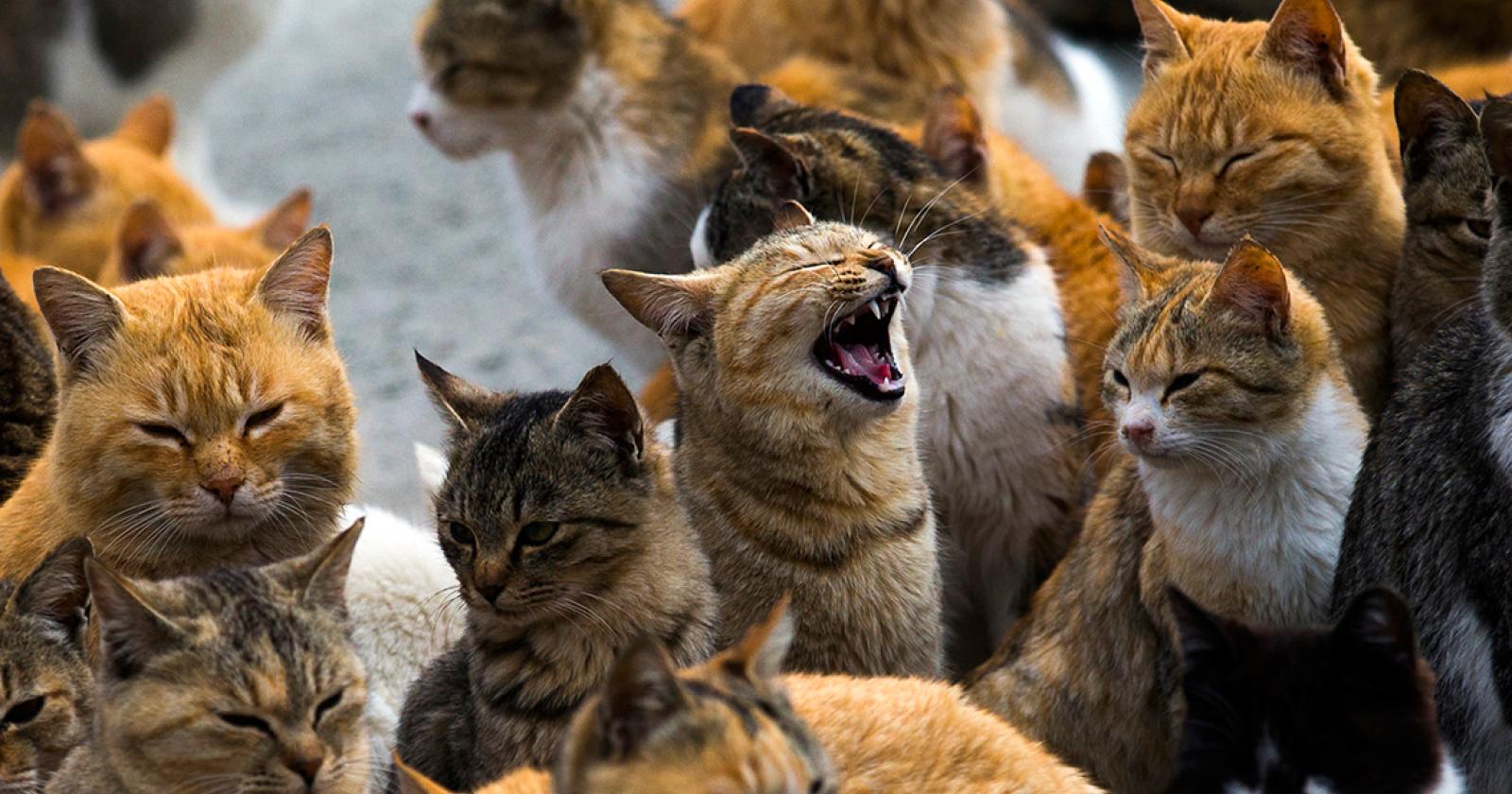 “Sindaco, stai abbandonando il gattile”