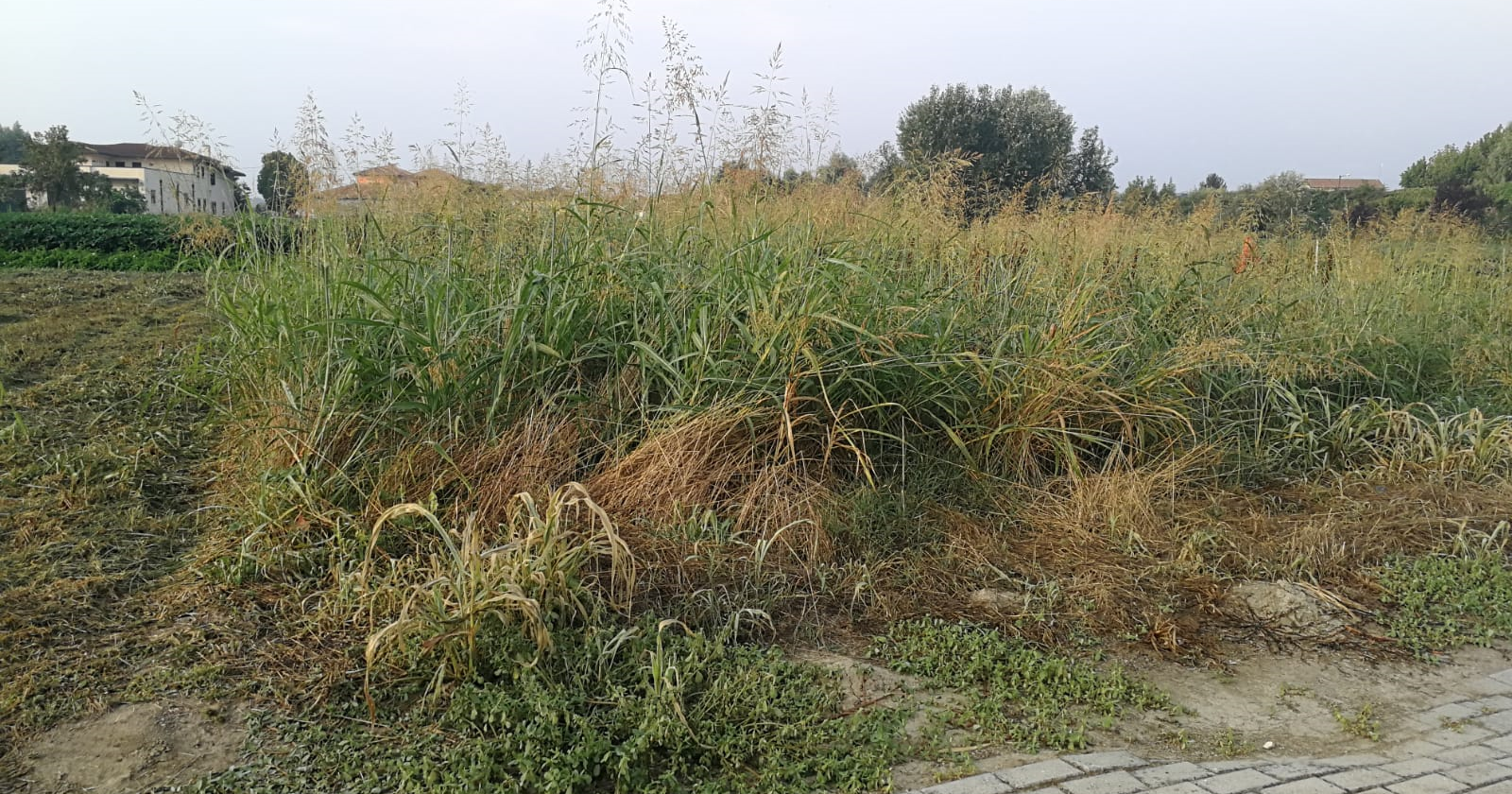 Erba alta e degrado, scoppia la protesta