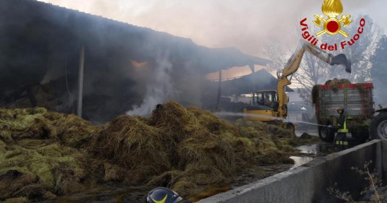 Fiamme nell'azienda agricola: morte alcune mucche e danni ingenti