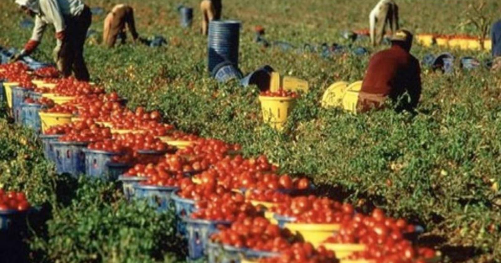Profughi "in nero" raccoglievano pomodori per un'azienda polesana