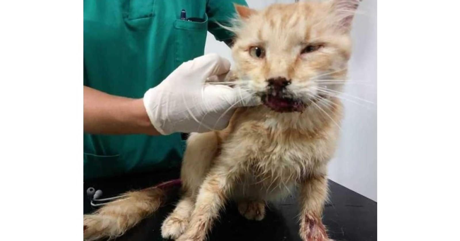 C'è in giro un maniaco che fa a pezzi i gatti e poi espone i suoi macabri trofei