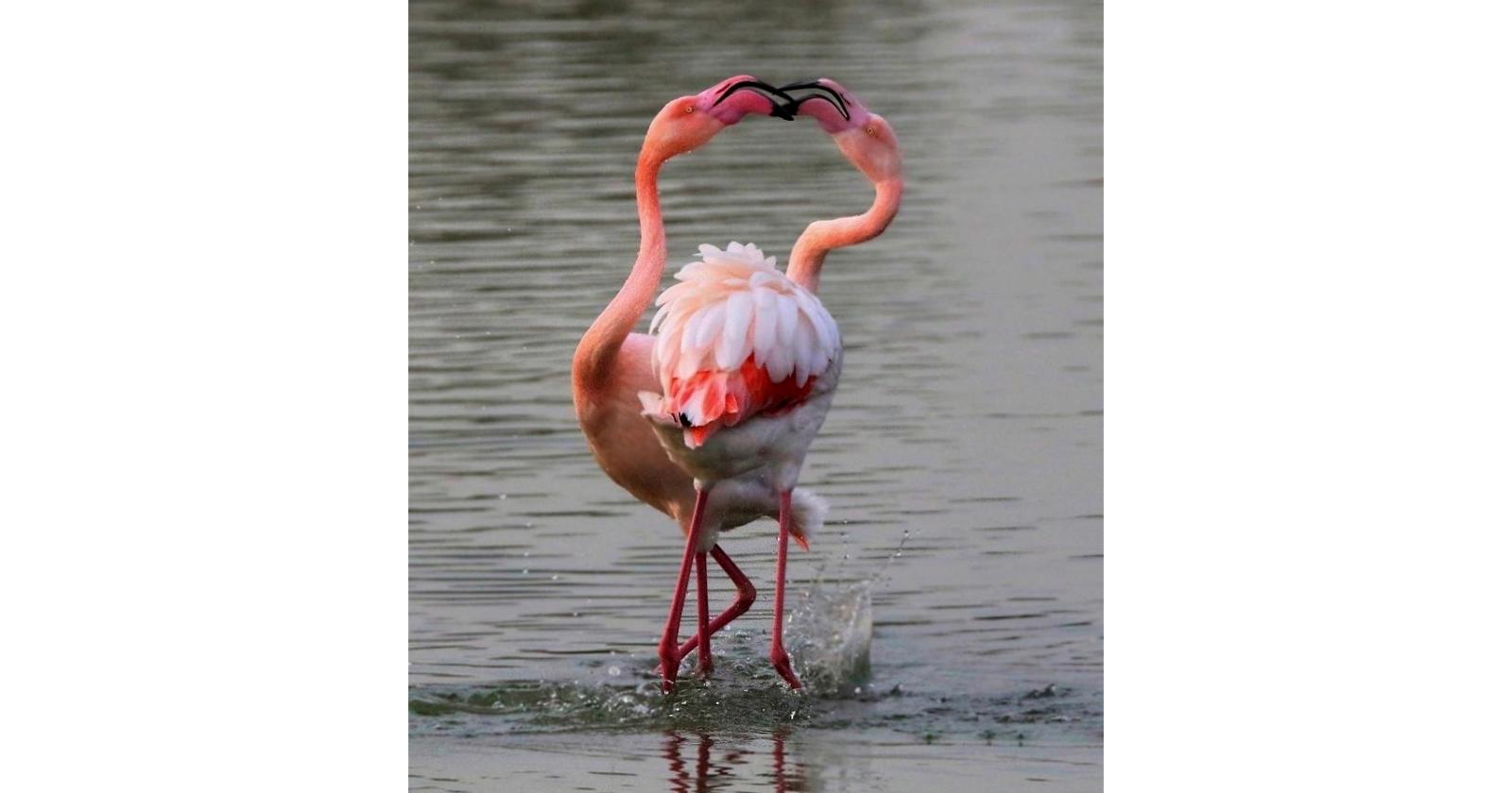 Senza parole, una foto splendida dal Delta del Po