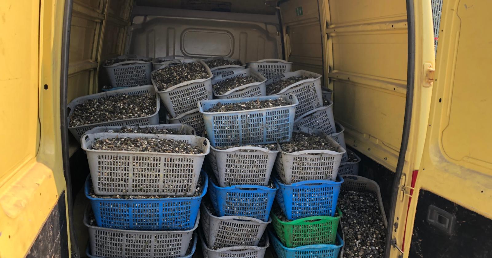 Vongole (Foto di repertorio)