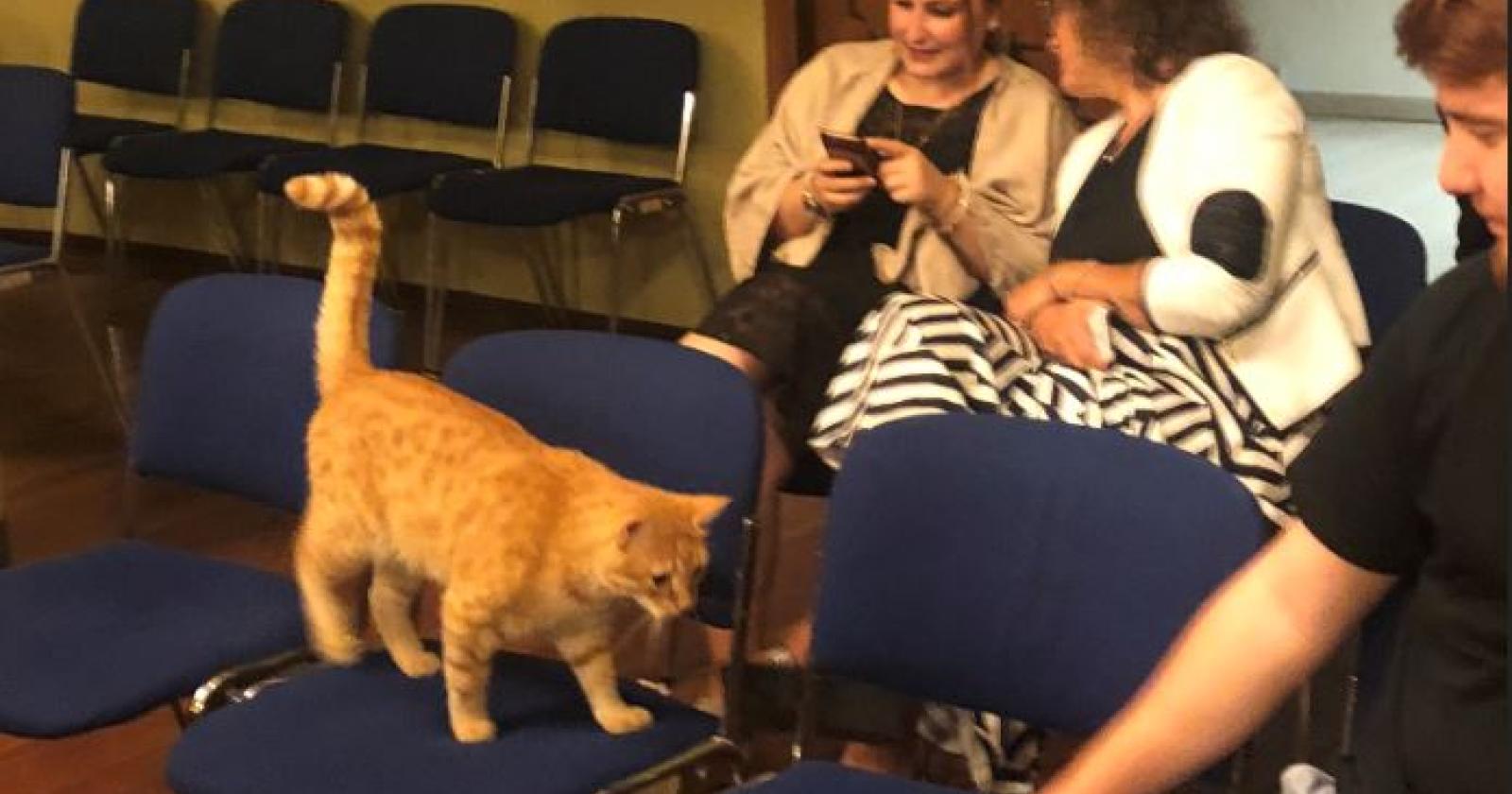 Gatto Rossini irrompe in consiglio comunale