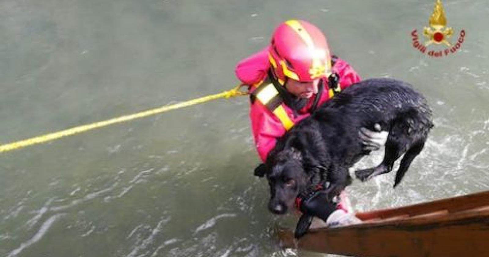 Era caduto nel fiume, cane salvato dai vigili del fuoco