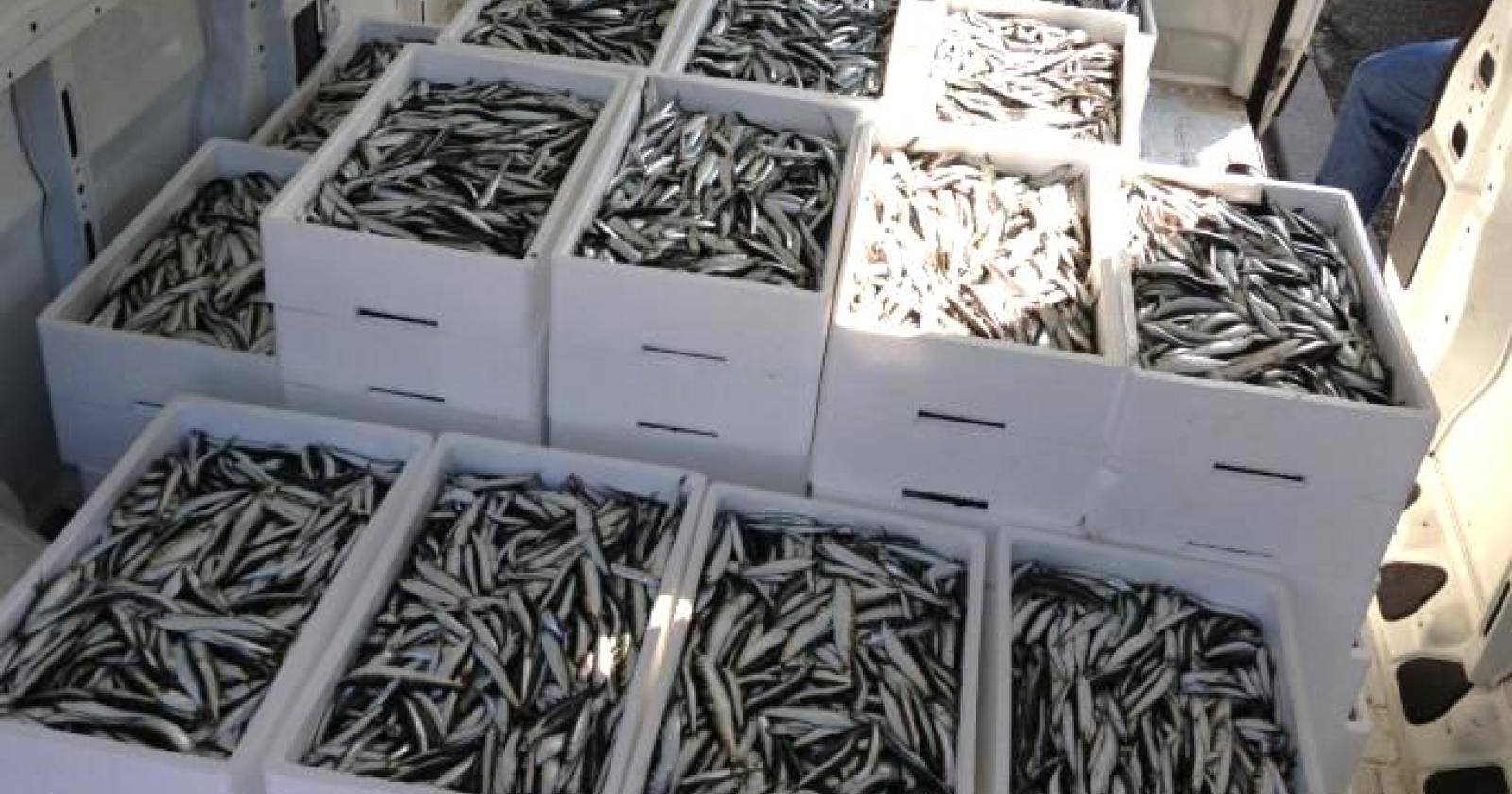 Scooterista cade su una "montagnola" di pesce abbandonato