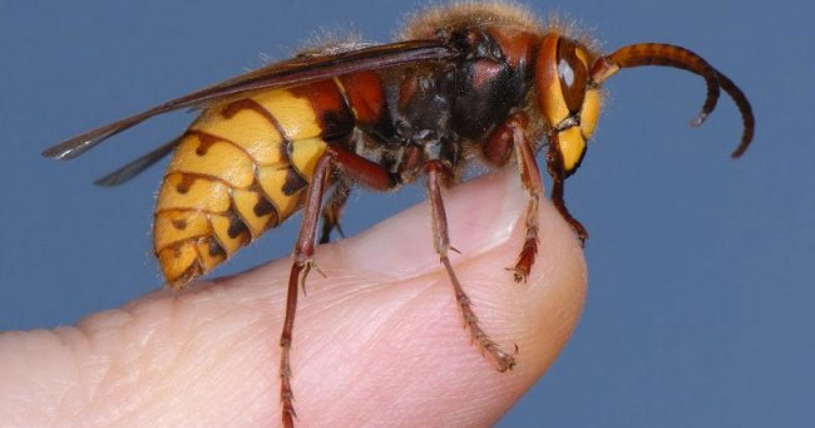 Sciame di calabroni attacca un gruppo di podisti, sette feriti
