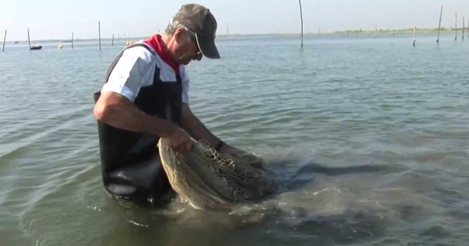 Eccezionale moria di vongole: l'allarme di Coldiretti