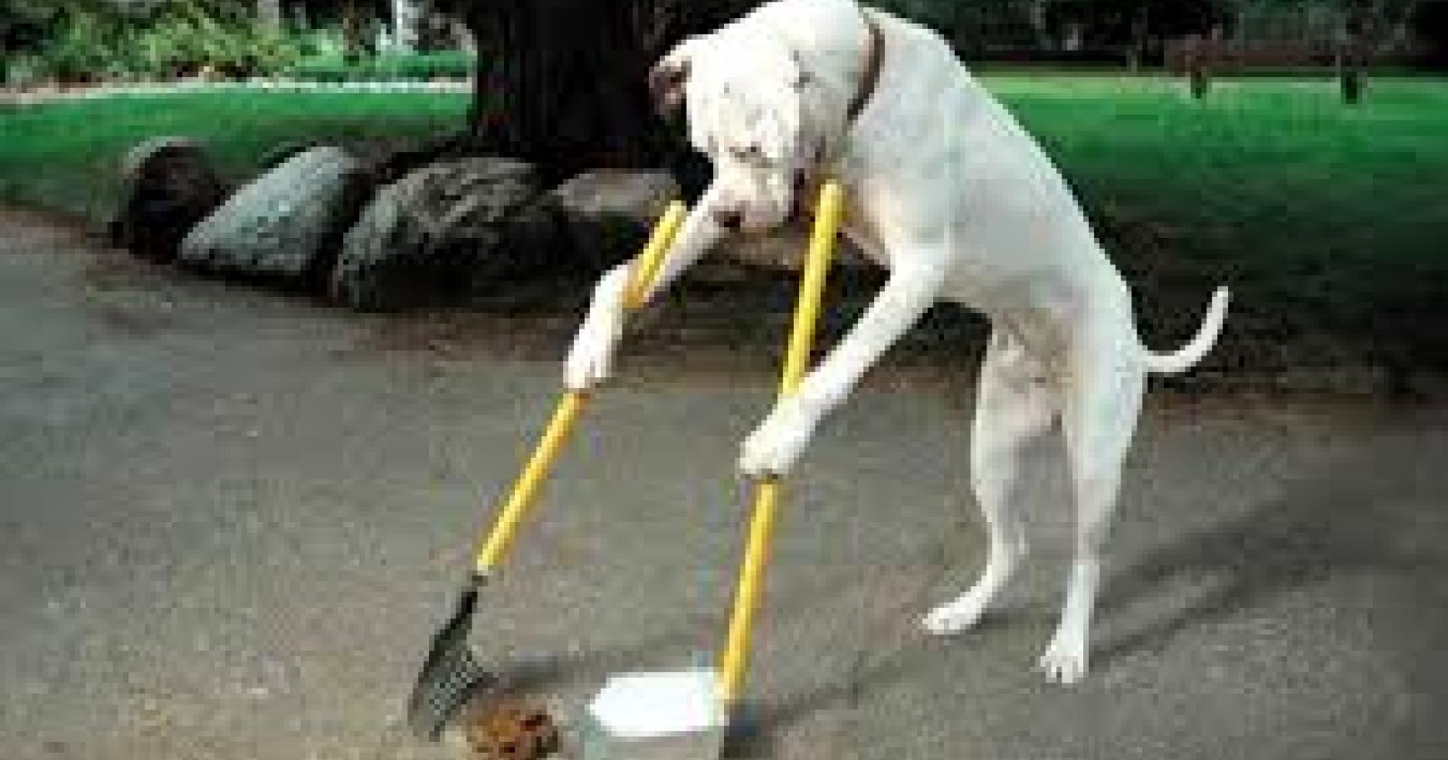 “Padroni dei cani incivili: multateli”