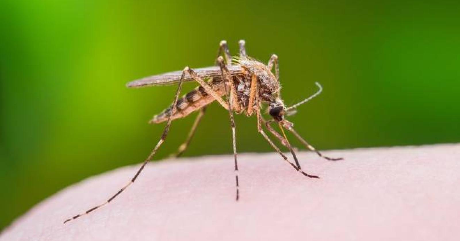 Altri due casi di West Nile in Polesine