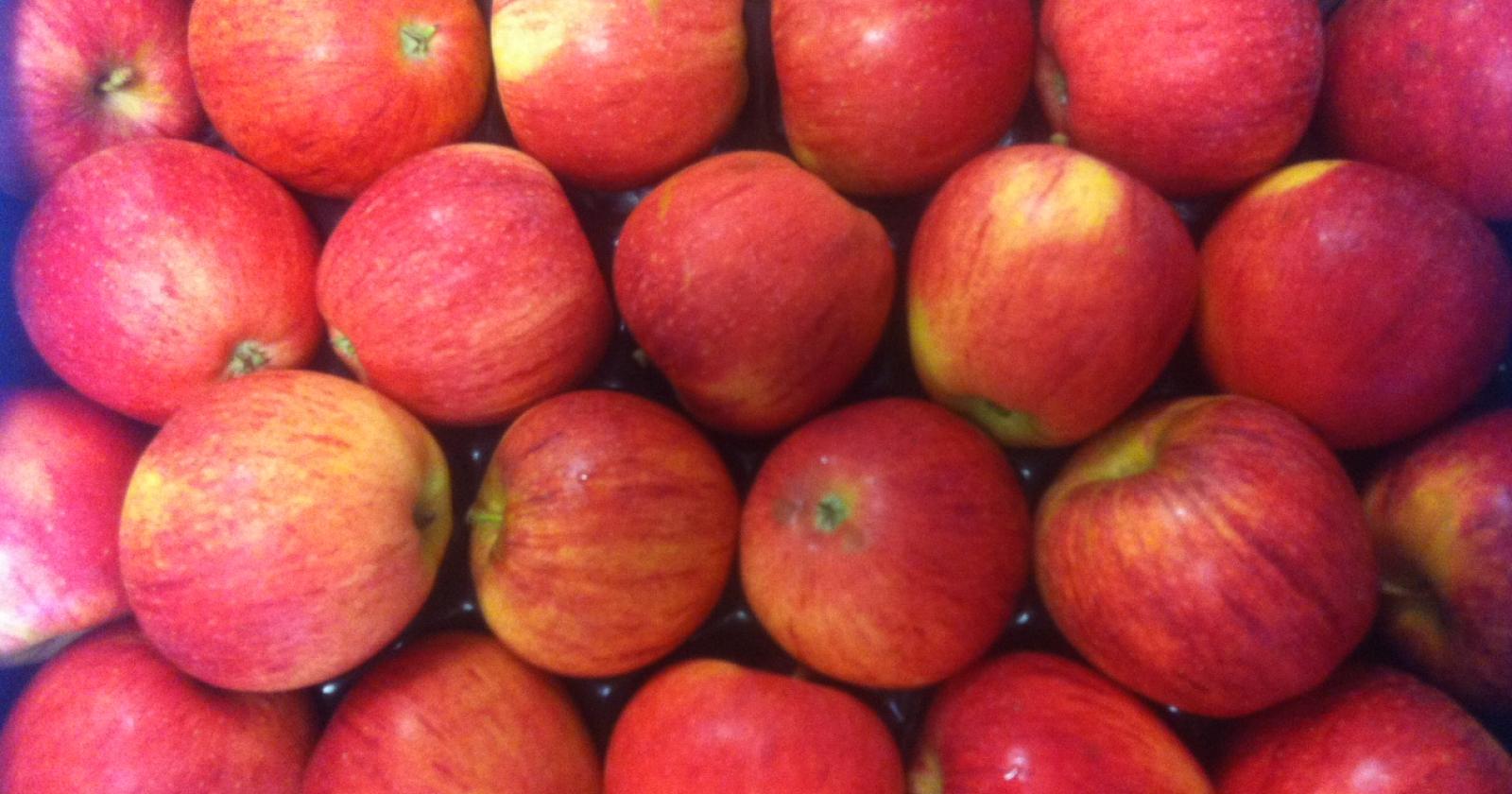 Mele spacciate per biologiche nelle marmellate dei bimbi: il maxi raggiro