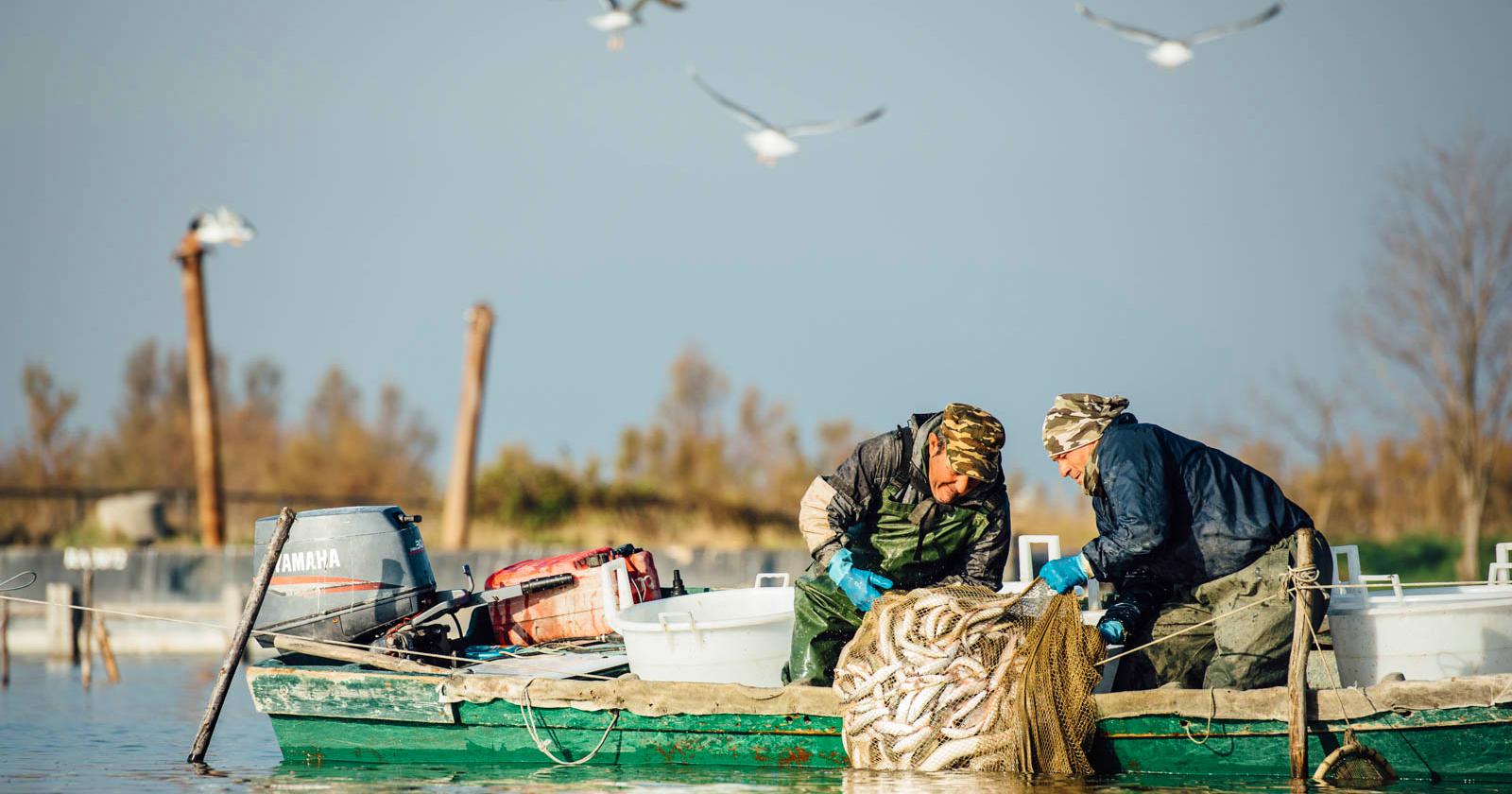 Salvare i delfini o salvare i pescatori?