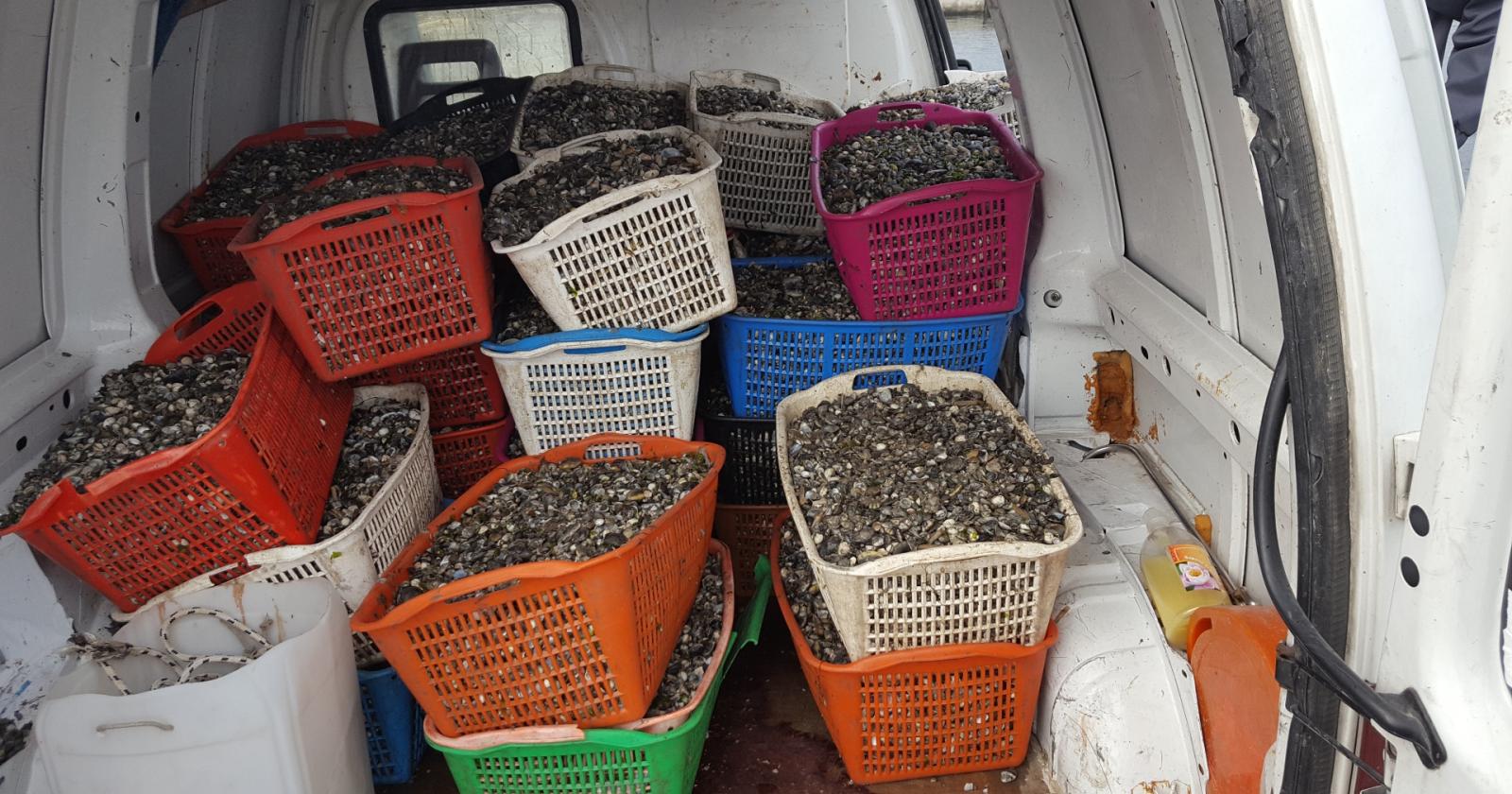 Trasporta 1.200 chili di vongole abusive: beccato e stangato