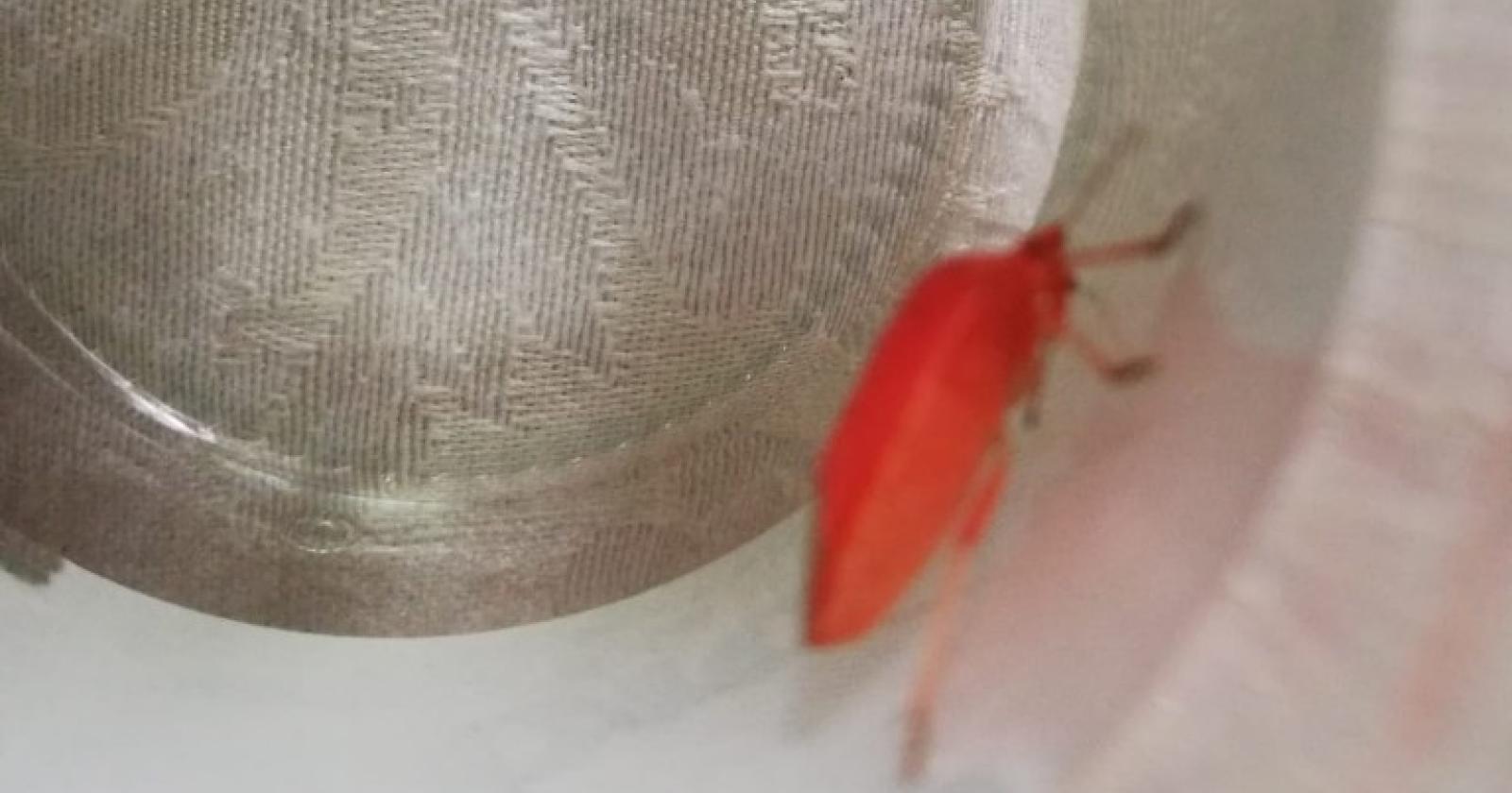 Scovata una rarissima cimice rossa
