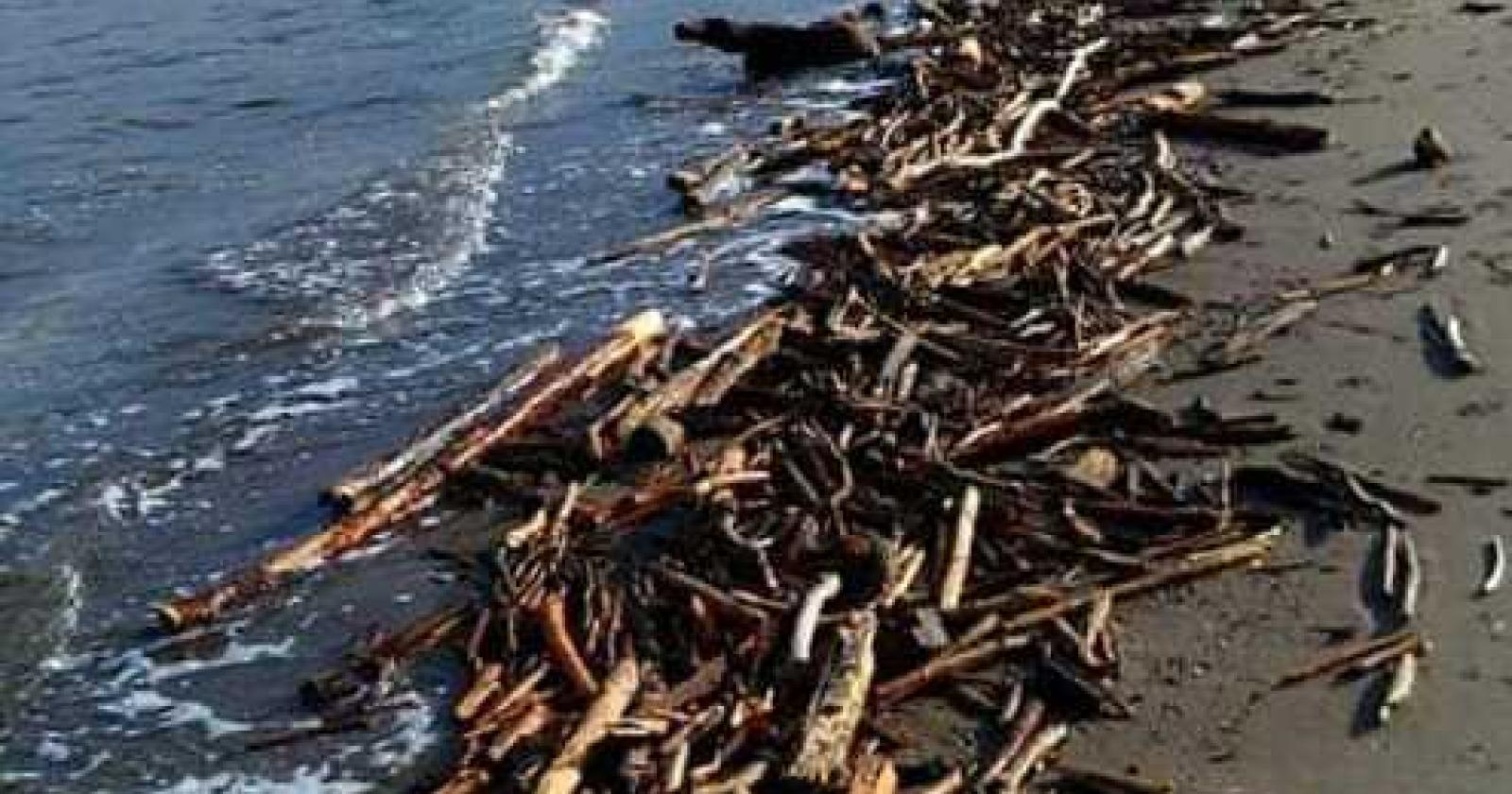 La spiaggia è stracolma di legna, ma se si raccoglie si rischia la denuncia