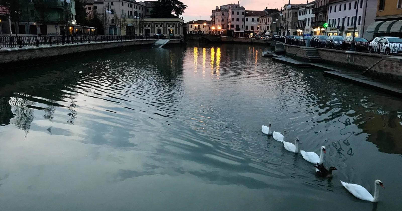 Cigni affidati agli operai comunali