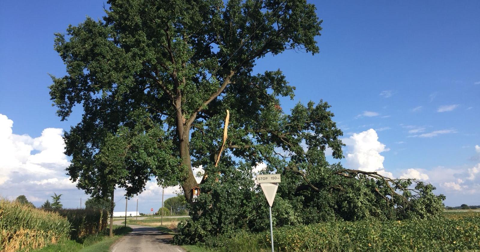 Il comune tutela la quercia