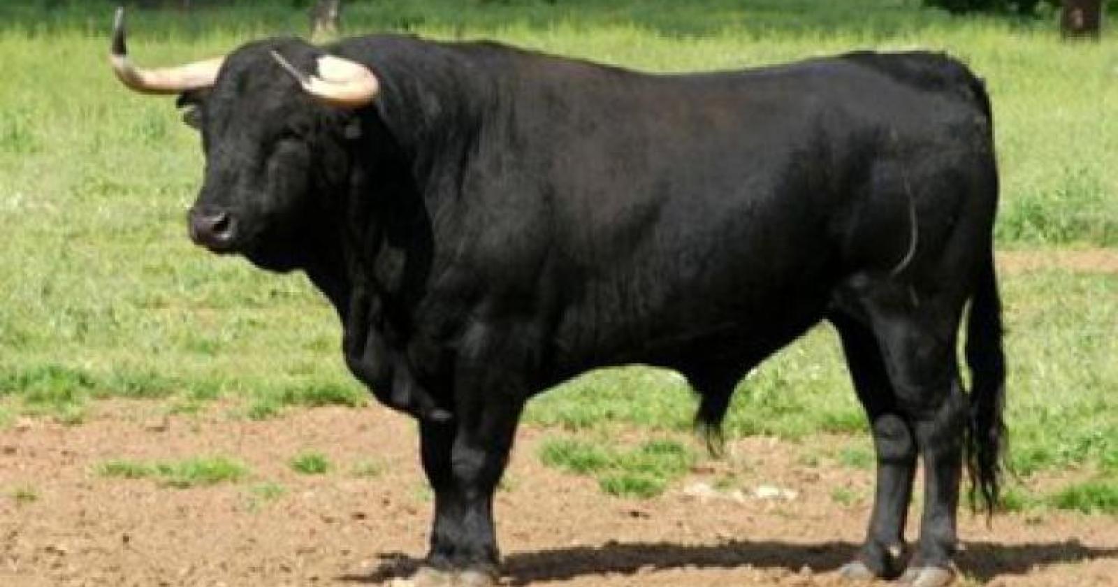 Toro in fuga carica un treno e viene abbattuto
