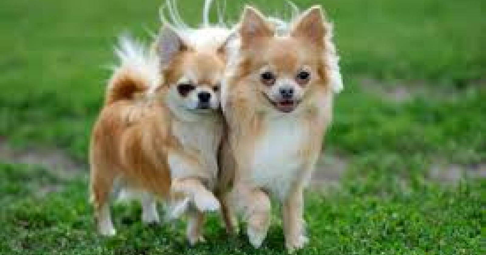 Cani sbranano i chihuahua del vicino di casa