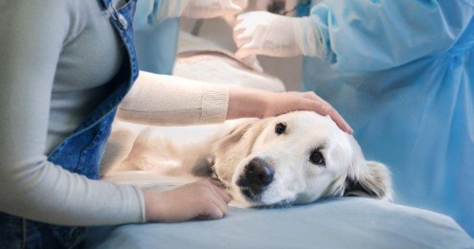 La Regione Veneto pagherà le cure agli animali con padroni poveri