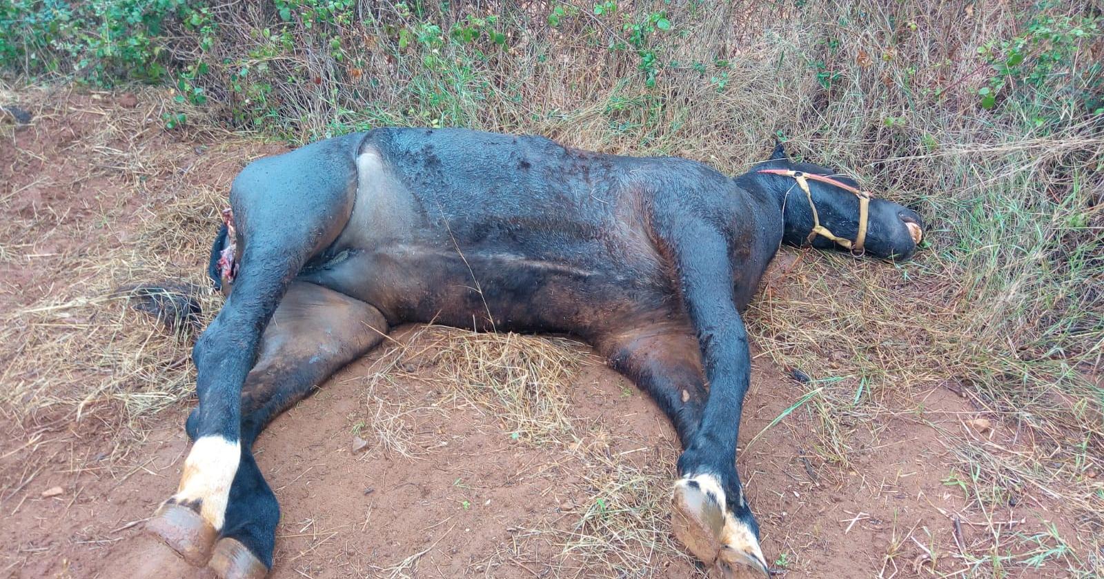 Trovato un altro cavallo morto