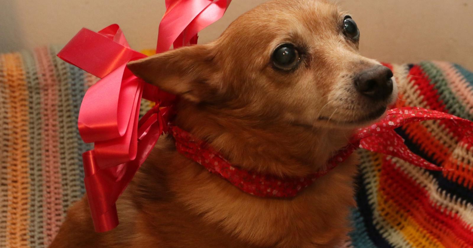 San Bellino,  i veterinari polesani  festeggiano i quattrozampe