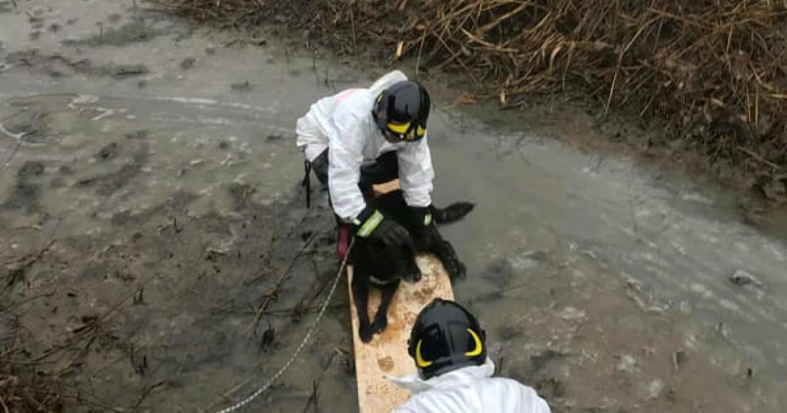 Cane finisce nel canale prigioniero di fango e gelo: lo salvano i vigili del fuoco
