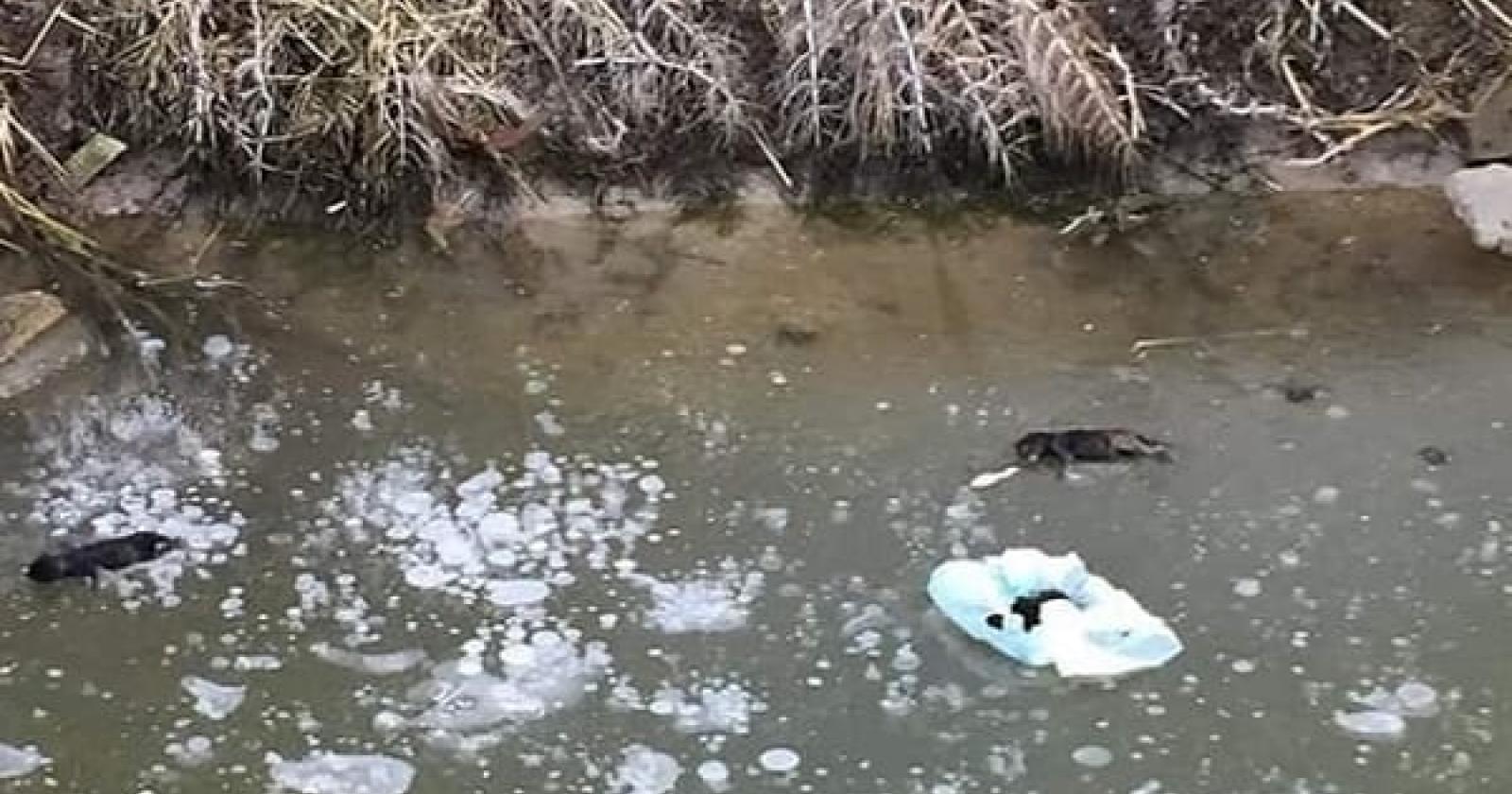 Orrore, cuccioli gettati in un fosso muoiono incastrati nel ghiaccio