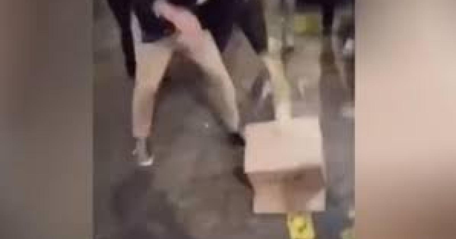 Torturano una gallina e postano il video su Instagram