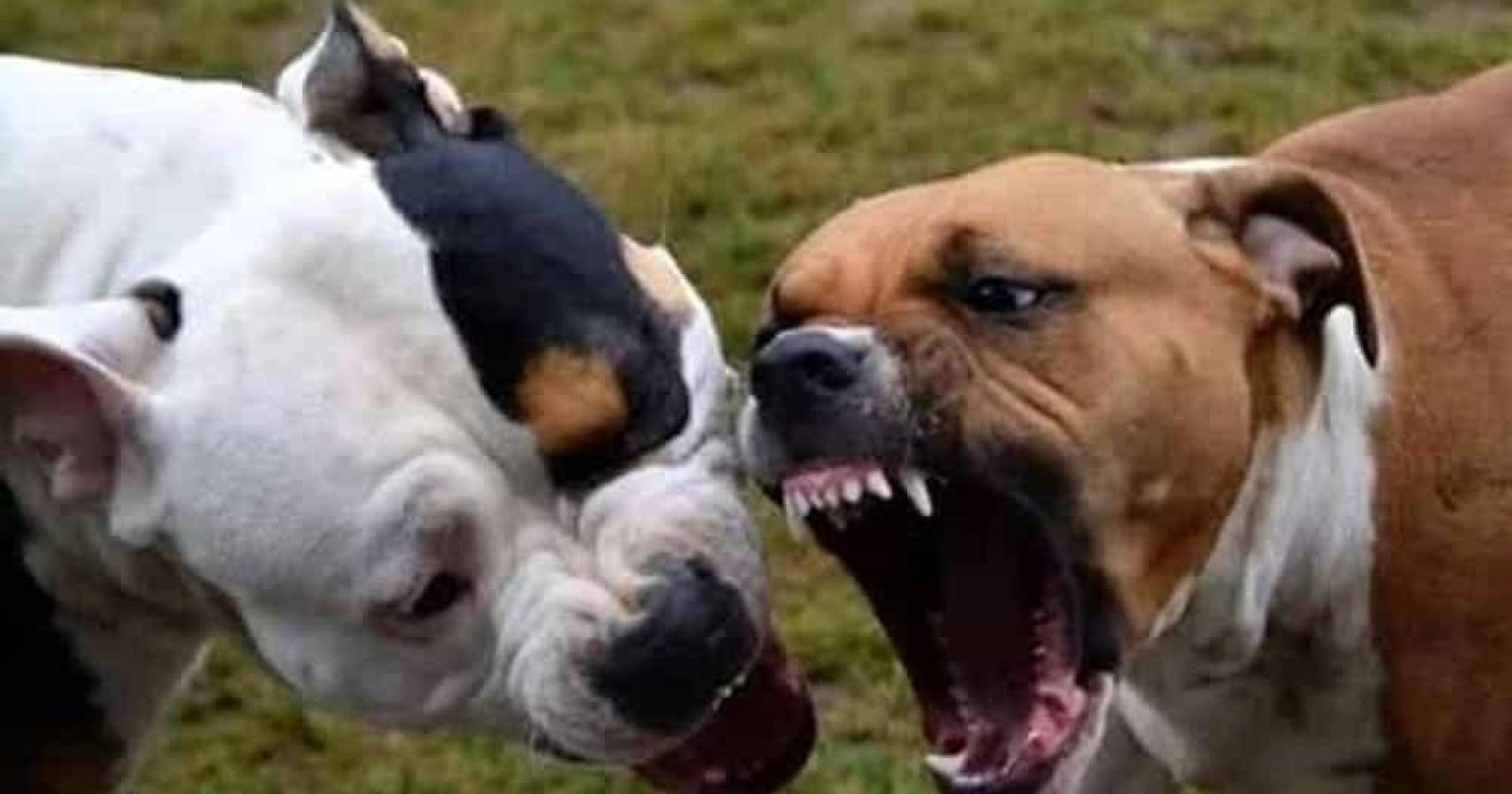 Architetto aggredito da un pitbull mentre è al lavoro: ha rischiato di morire