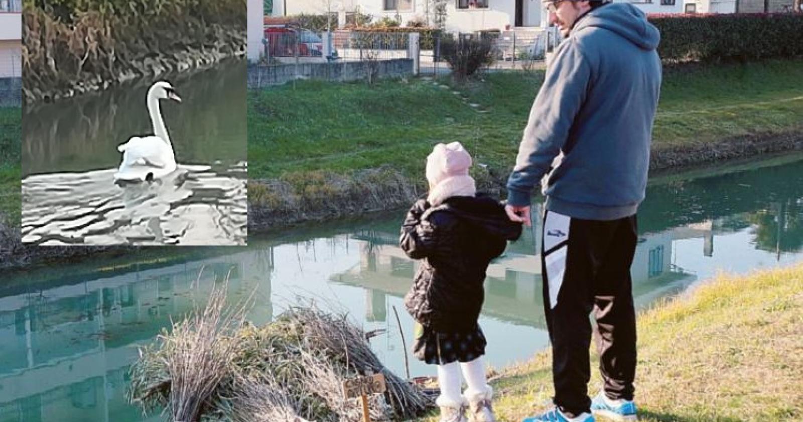 Cigno Arturo ha la casa in Adigetto