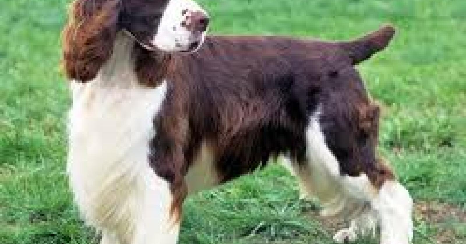 Ammazza il cane dei vicini a colpi di forbice