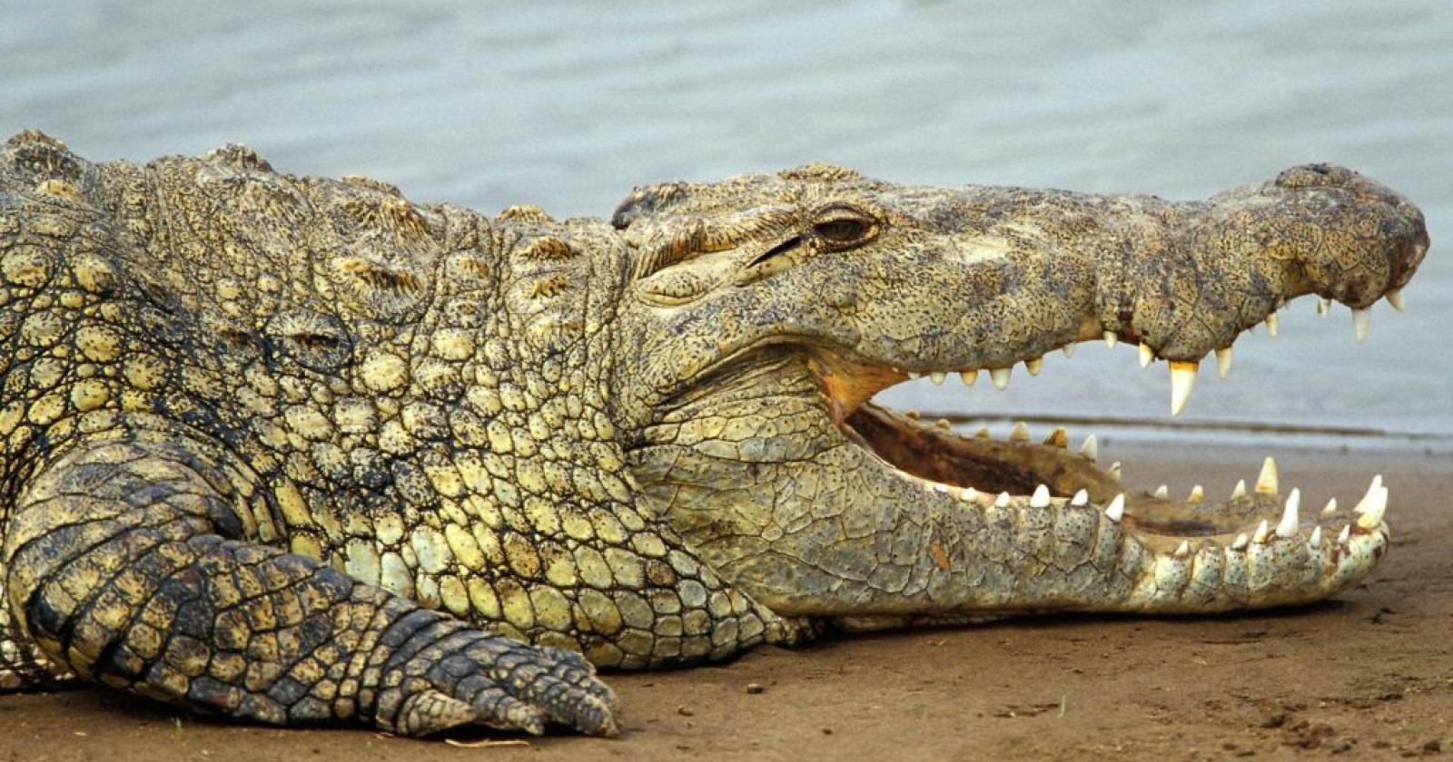 Una soluzione alle nutrie? "Importiamo i coccodrilli"