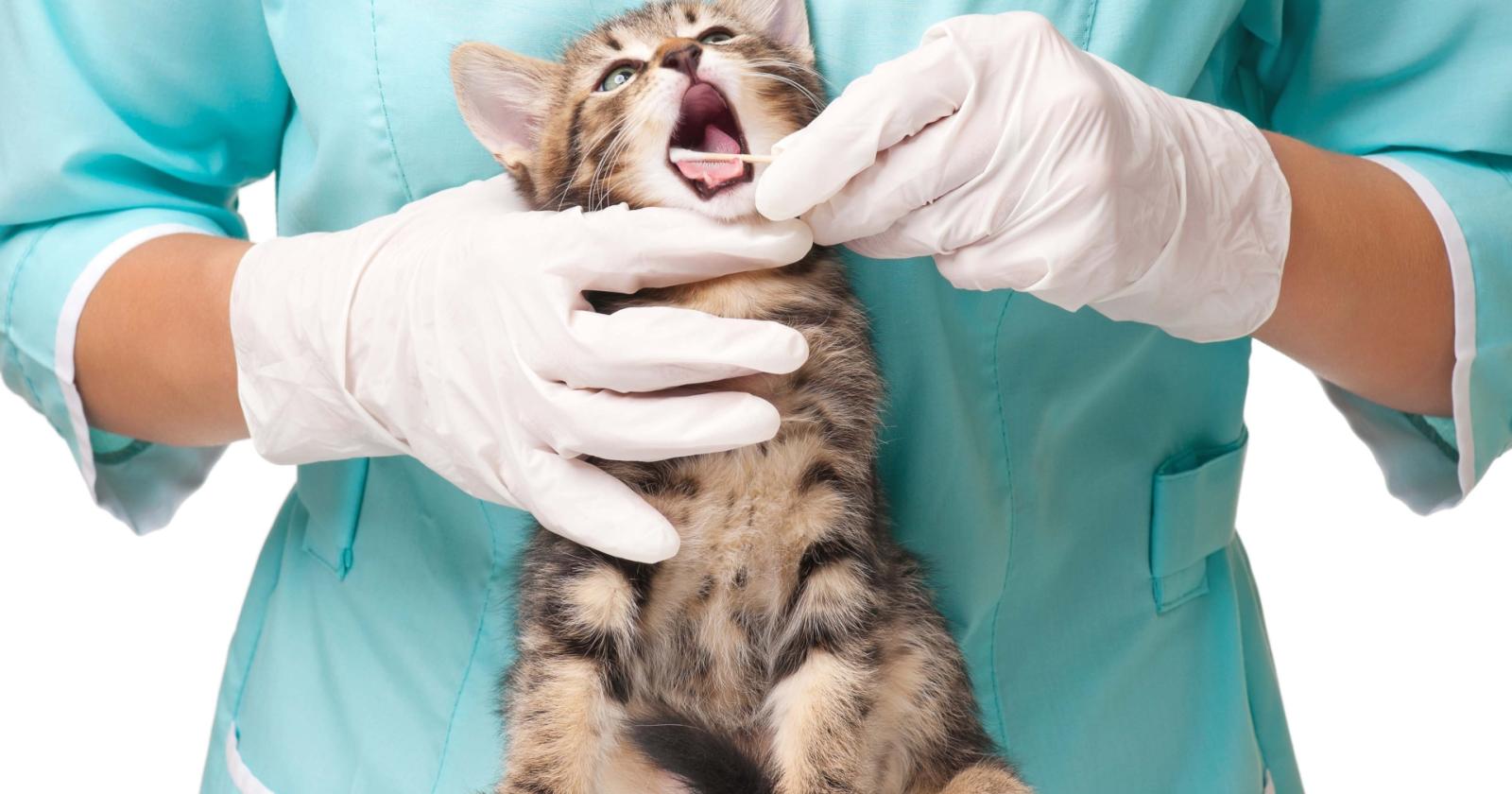 Le chiedono 500 euro per salvare il gatto, ma bastava un catetere