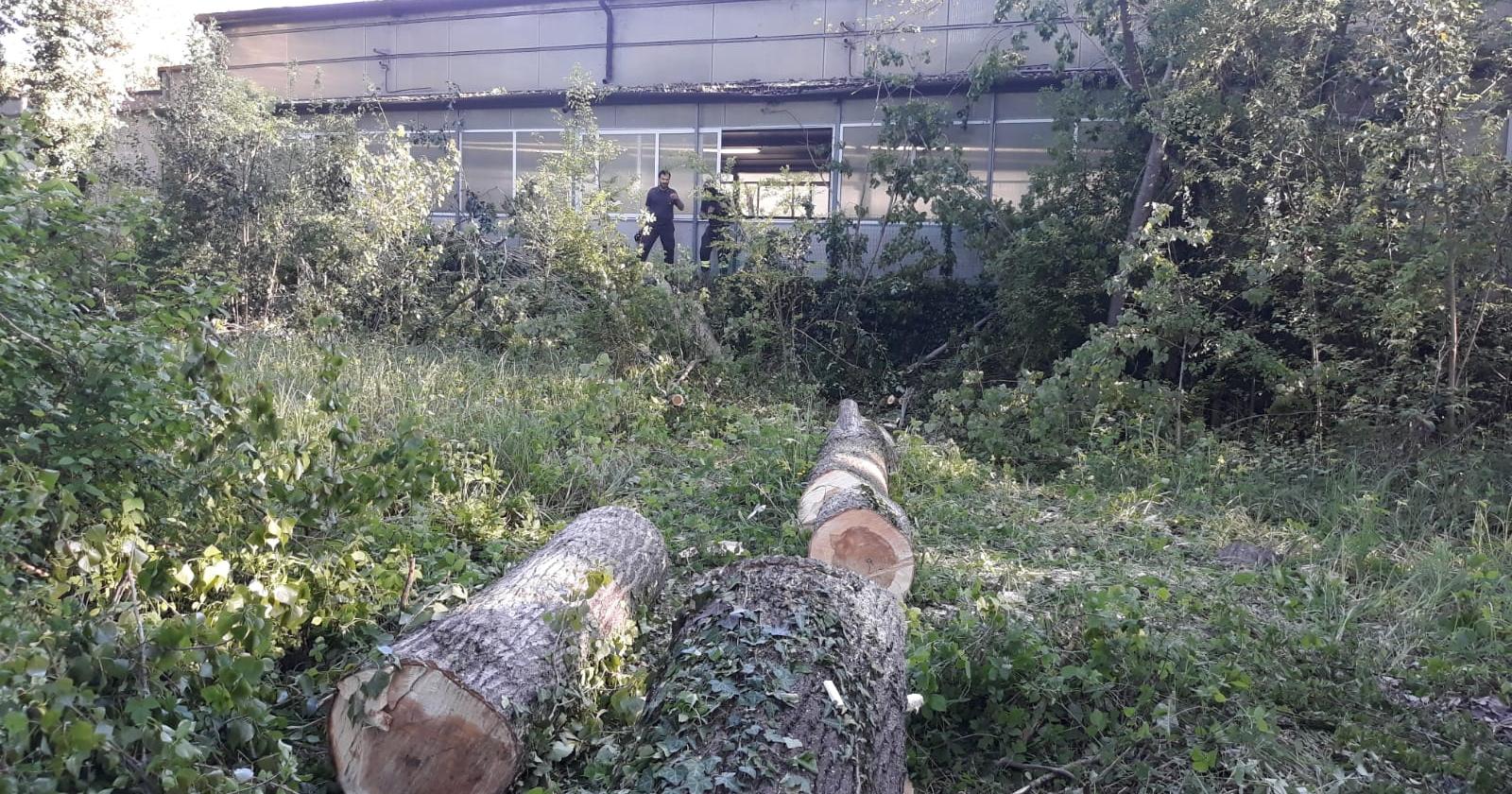 Il presidente Wwf travolto da un albero a Parco Langer
