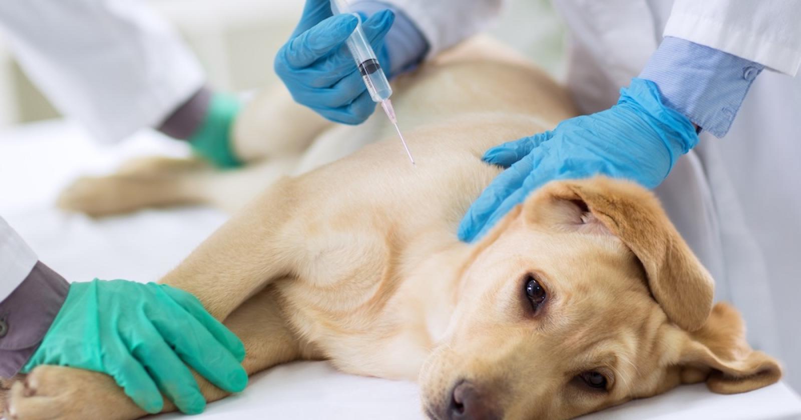 Veleno sull'argine: cani a rischio. Uno è morto