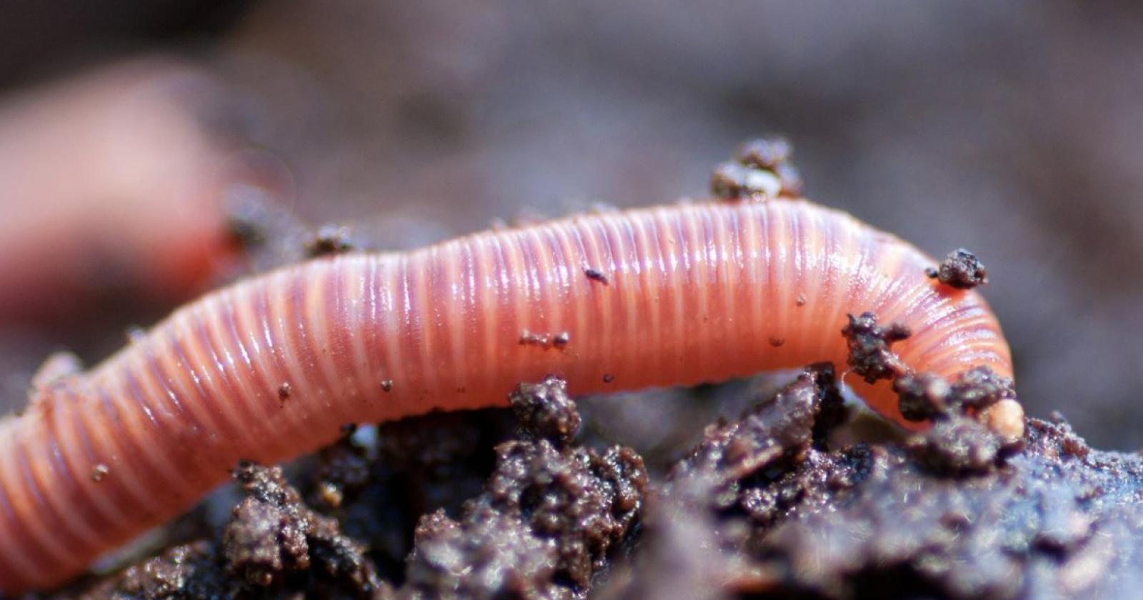 Il Comune si aggiudica il Lombrico d'oro