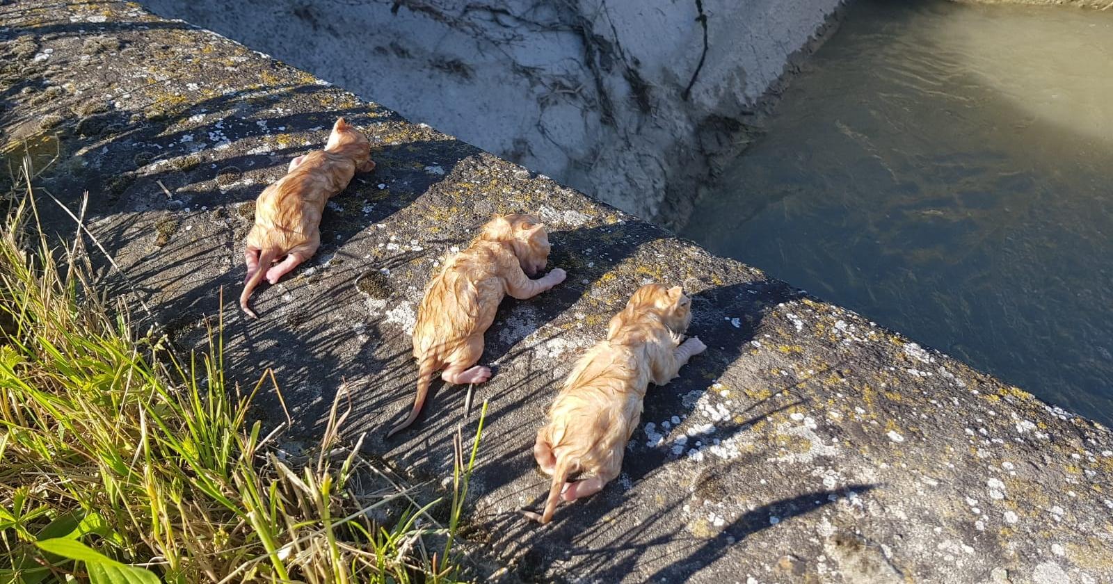 Orrore in paese: gattini uccisi nel canale