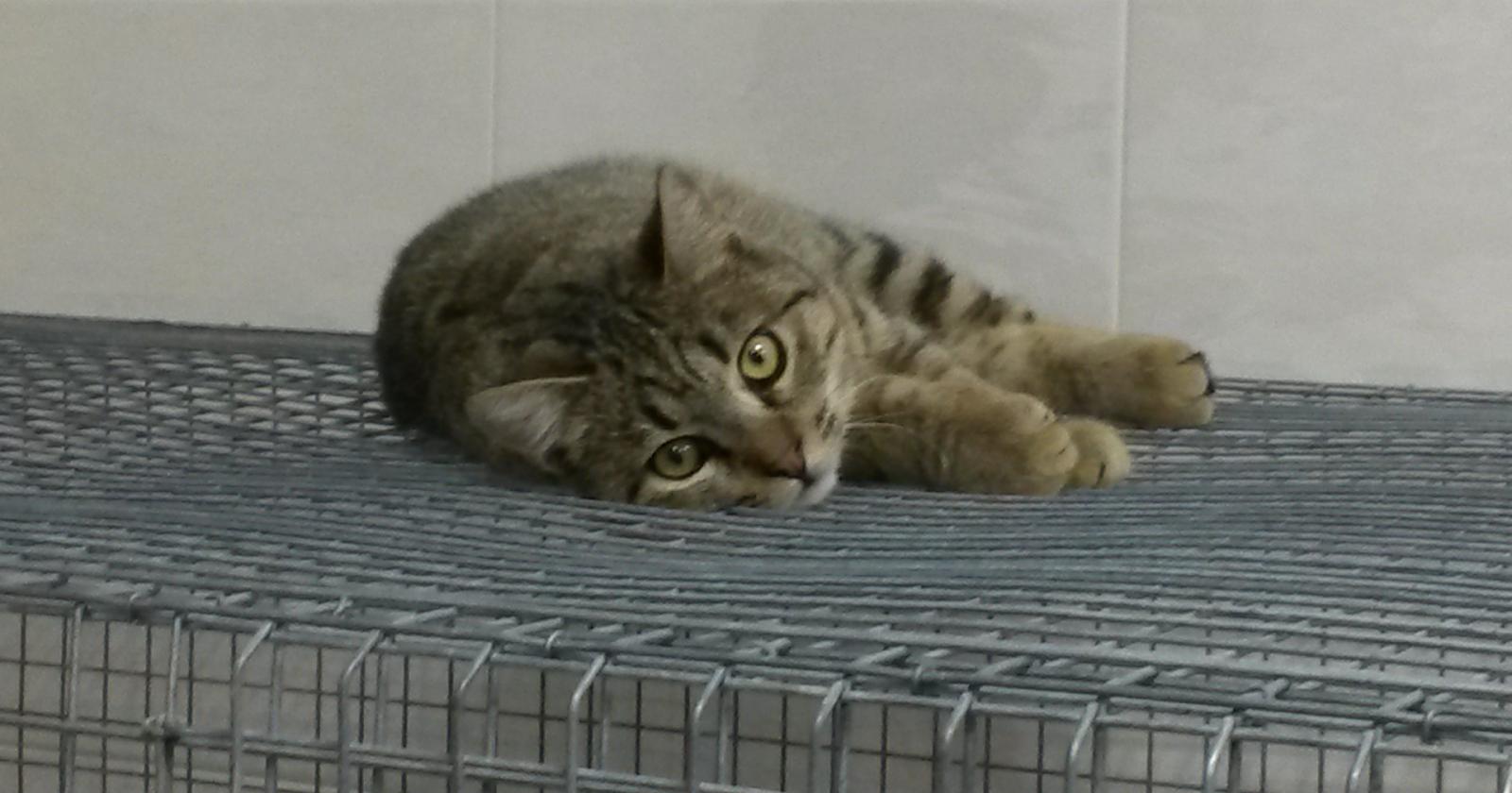 A favore degli animali firmano solo Menon e Gaffeo