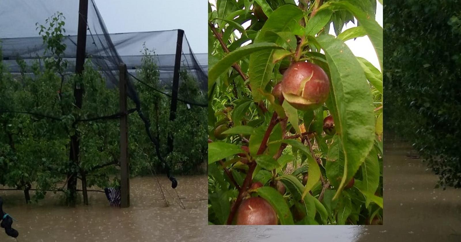 Non solo allagamenti, cade anche la frutta dagli alberi