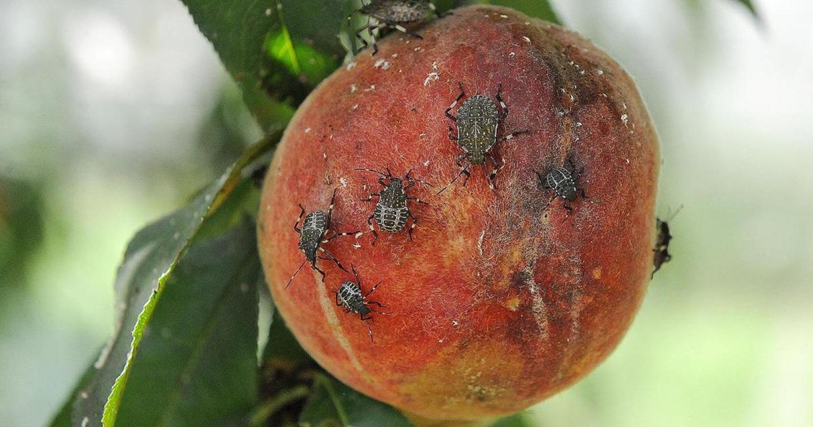 "La cimice asiatica sta devastando le colture"