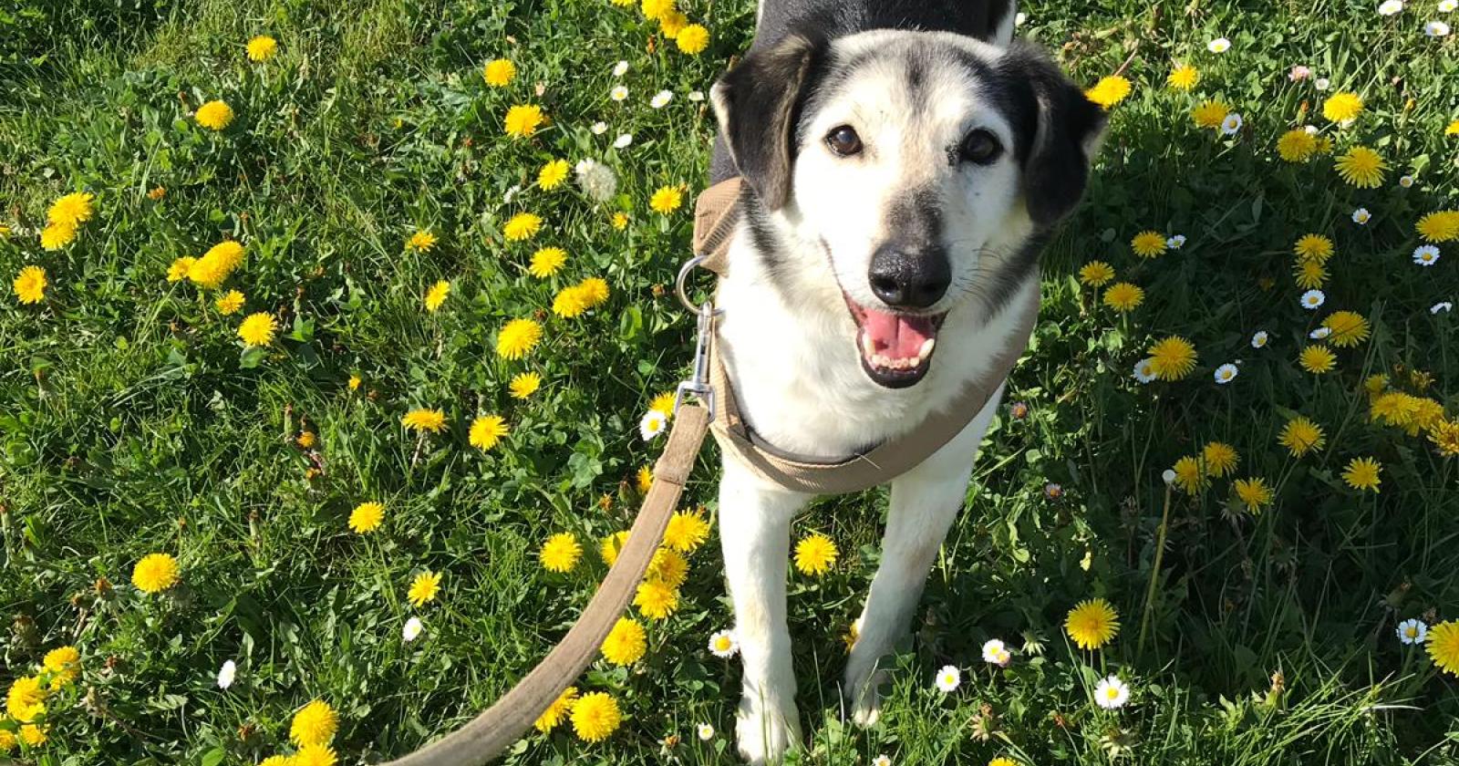 "Sì, potete anche andare in canile ad adottare un cane
