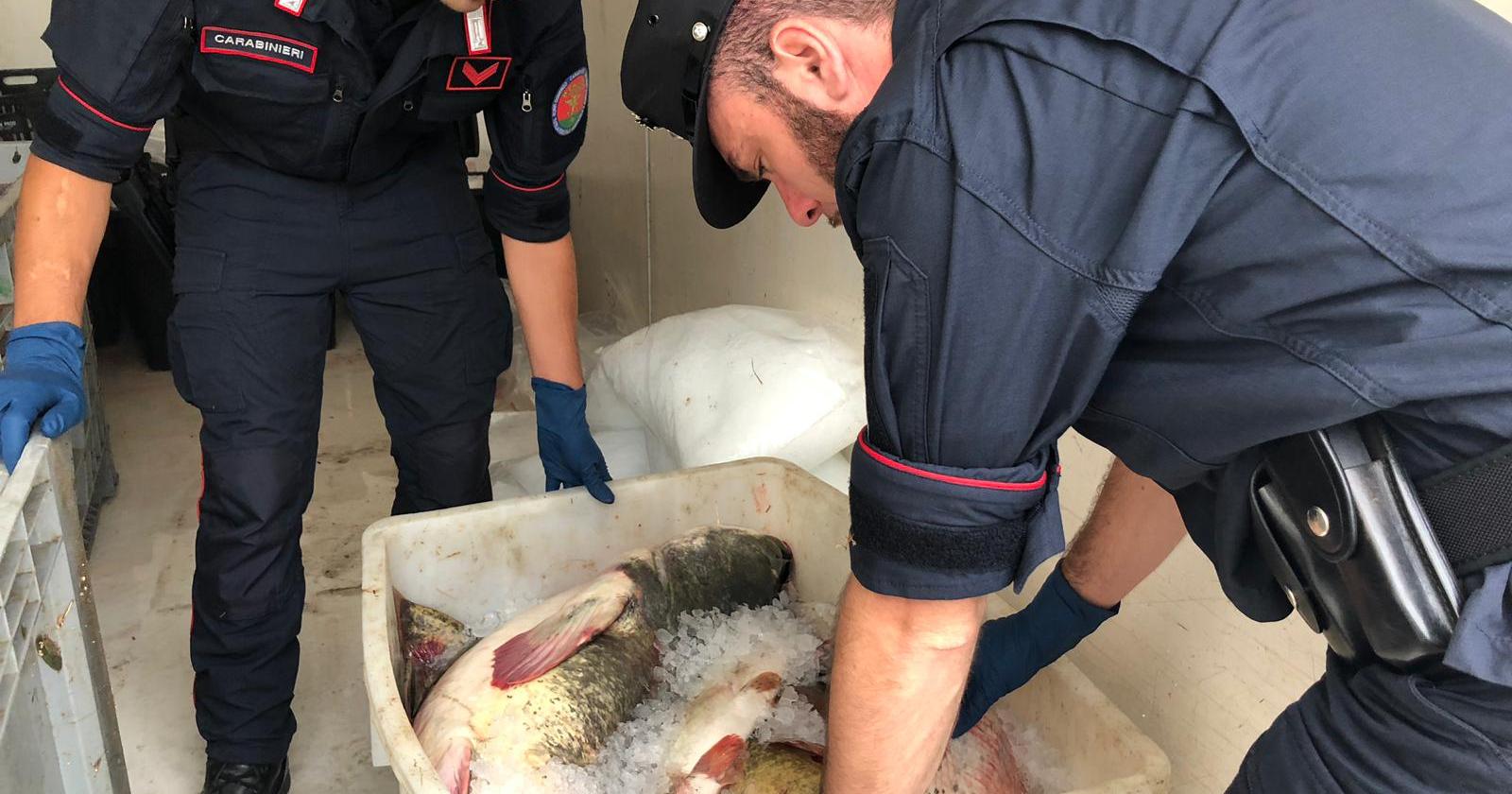 Finalmente sgominati i predoni del Po