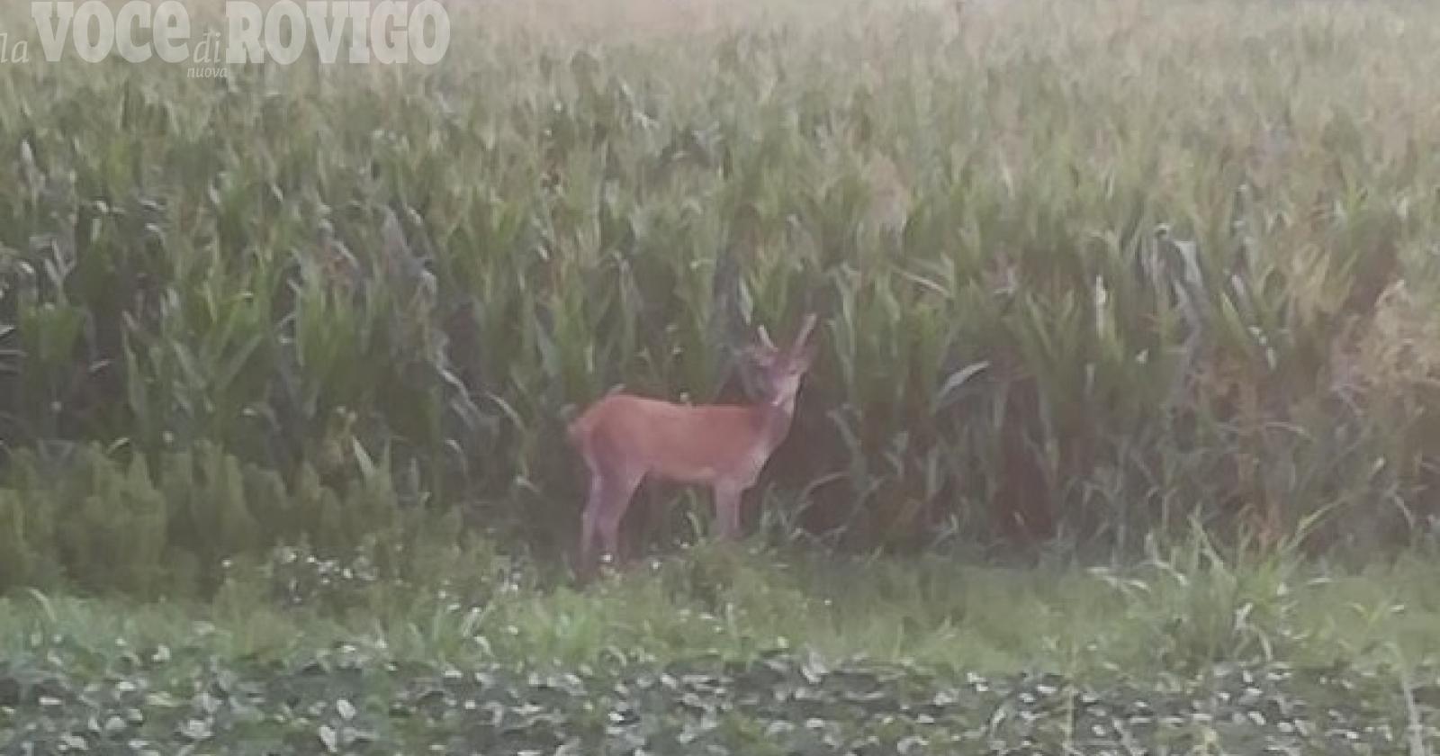 C'è un cervo in paese ma vogliono ucciderlo. "E' pericoloso"