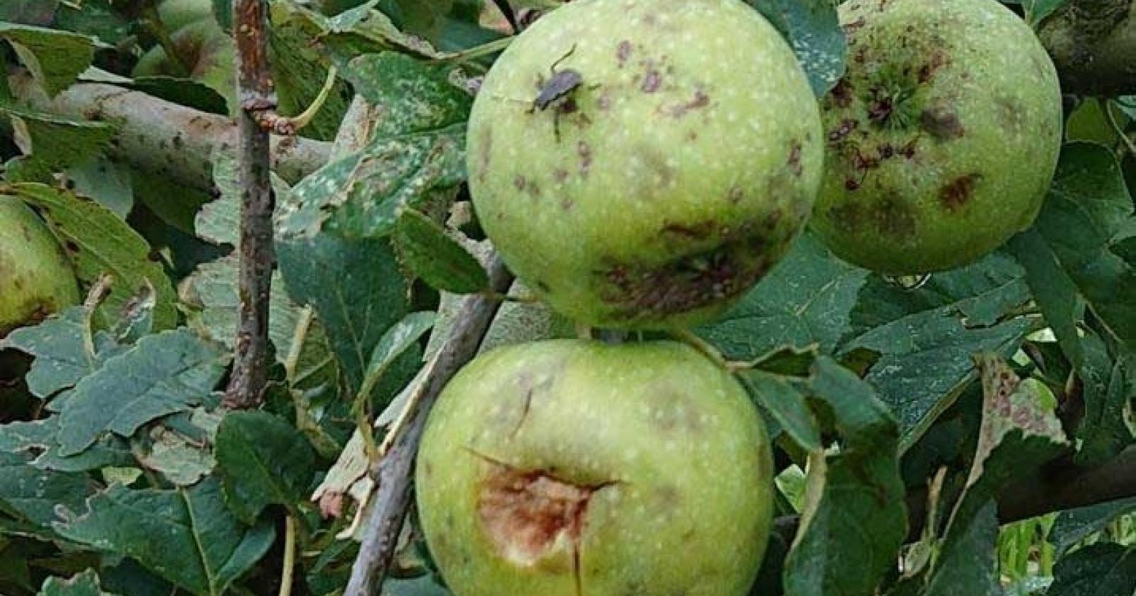Frutticoltori danneggiati per 8mila euro a ettaro