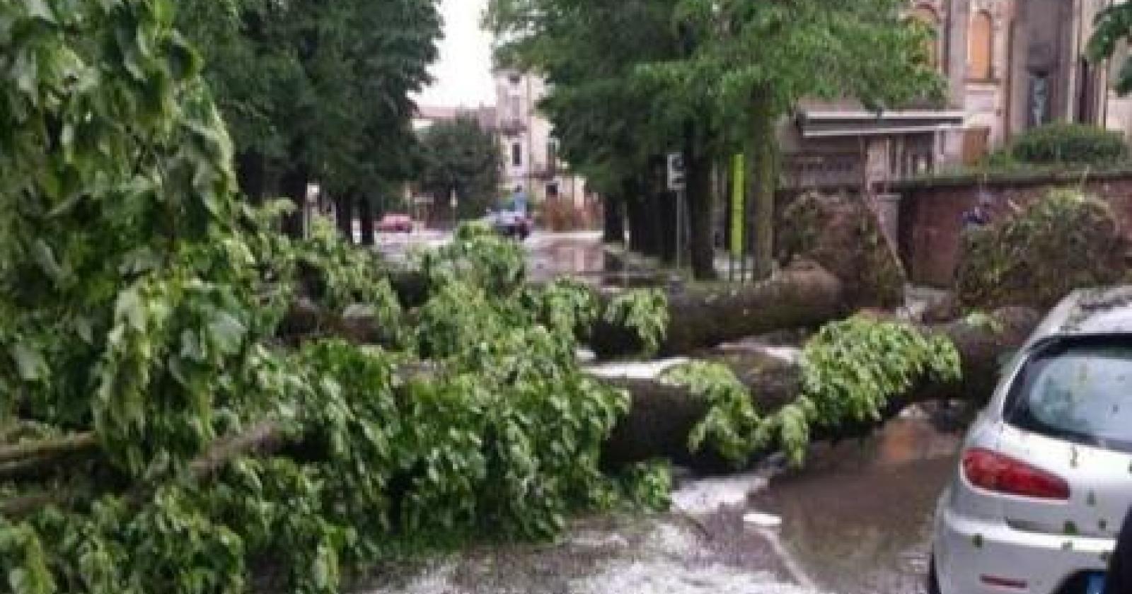 Tempesta di vento: alberi sradicati, container scaraventati a 100 metri